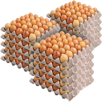 Œufs de poulet de chair Cobb 500, fécondés, frais, blancs et bruns, à haute teneur en protéines, style conservé, à vendre