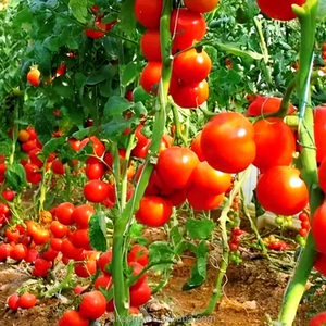 Invernadero de Plástico Económico para el Cultivo de Tomates en México, Agricultura y Producción de Cultivos - Product Image 4