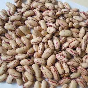 Haricots Blancs Riches en Protéines de l'Alabama (USA) - Qualité Supérieure et Goût Naturel pour des Repas Sains et les Commandes en Gros - Product Image 1