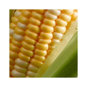 ยอดขายที่ไม่ใช่จีเอ็มโอสีเหลืองข้าวโพดข้าวโพด/ข้าวโพดสีเหลืองและข้าวโพดสีขาว/อากาศแห้งสีเหลืองข้าวโพดข้าวโพดข้าวโพดข้าวโพดสำหรับขาย - Product Image 5