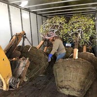Panier en treillis métallique en fer durable de 3,5 mm de diamètre pour la plantation d'arbres, pots de fleurs et filets de protection des racines d'arbres - Vente en gros à prix abordable