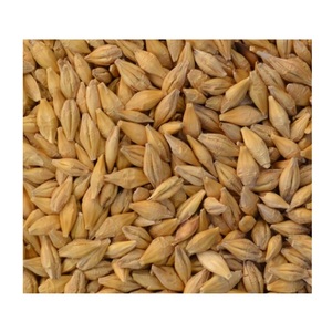 Meilleur prix d'usine pour les grains d'orge biologiques naturels pour la fabrication de malt et l'alimentation animale |   Aliments pour animaux de qualité alimentaire, origine Colorado, grande quantité disponible - Product Image 2