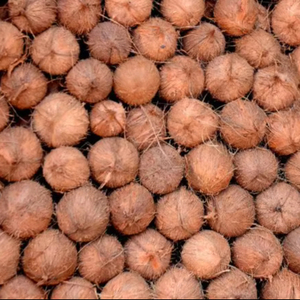 Coco seco semidescascarillado para procesamiento y exportación de alimentos - Product Image 1