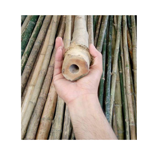Straight <b>Bamboo</b> Pole Material / Big Size <b>Bamboo</b> Poles for Construction/ <b>Bamboo</b> <b>Fence</b> Origin From Vietnam - Product Image 5
