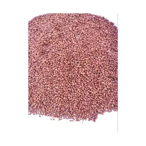 Wholesale Seeds Of Grain Sorghum Bulk Red and White Sorghum