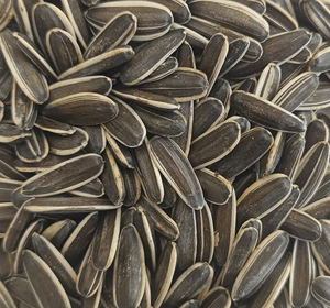 Proveedor al por Mayor de Semillas de Girasol T6 Crudas Secas de Alta Calidad en Bolsas de PP de 25 kg - Product Image 3