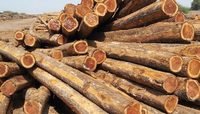 Meilleure vente-bûches en bois d'acacia dur massif naturel/bois/bois d'œuvre en bois d'acacia naturel du Vietnam