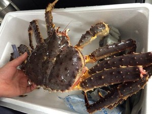 Pinces de crabe en gros de haute qualité crabes de boue vivants bleu congelé à vendre sauvage pêché roi de l'Alaska congelé