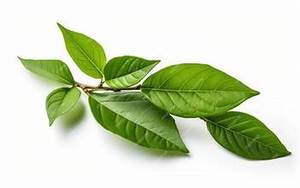 HOJAS DE AGUACATE SECAS A BASE DE PLANTAS ETIQUETA LIMPIA ORGÁNICA TÉ DE HIERBAS PARA EL REFUERZO INMUNE - Product Image 6