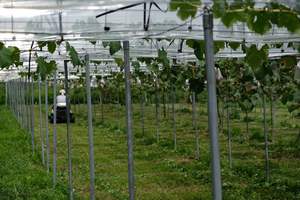 Tondeuses à gazon Orec Rabbit RM952 Roughcut en vente avec livraison rapide en Océanie, Nouvelle-Zélande et Australie - Product Image 3