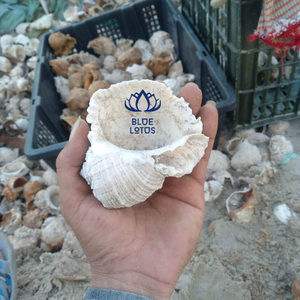 Rapana SHELL | เปลือกทรัมเป็ตจากเวียดนาม - Product Image 2