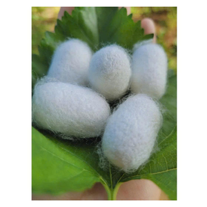 Authentique cocon de ver à soie naturel jaune blanc cocon de ver à soie brut de qualité supérieure idéal pour les produits à base de plantes et textiles en fil de soie - Product Image 5