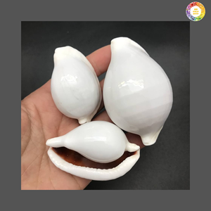 Vietnam Cowrie Shells Bulk Supply for Handicrafts Interior and Resort <b>Decoration</b> - Product Image 5