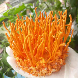 Cordyceps Militaris lyophilisés de haute qualité pour les marques de suppléments OEM ODM prêt - Product Image 1