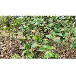 Aceite de Semilla de Camelia Orgánico de Primera Calidad, 100% Puro, de Vietnam, para Aplicaciones Culinarias y de Cuidado de la Piel, Venta al Por Mayor - Product Image 5