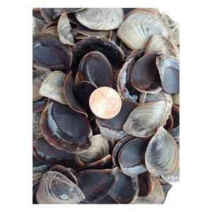 Operculos de conchas marinas para incienso, proveedor mayorista, exportación directa de fábrica, OEM - Product Image 6