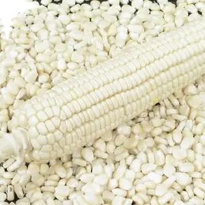 Maíz blanco seco asequible al por mayor de Tailandia de alta calidad directo de fábrica a la venta - Product Image 1