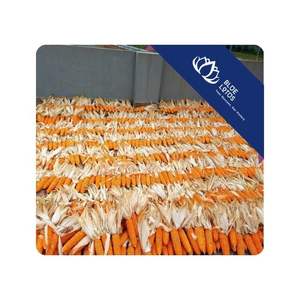 ข้าวโพดแห้งขายดีที่สุด สไตล์ชนบท สำหรับตกแต่งบ้าน สร้างบรรยากาศการจัดวางภาพที่สวยงาม และธีมฟาร์ม ผลิตในเวียดนาม - Product Image 1