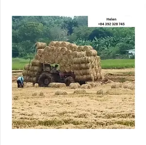 Helen natural non-gmo rice paddy hay in bale and roll ready for exporting - low price rice husk from Vietnam to South Korean