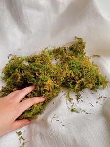 Dried Forest Green Moss Vietnam Planting Orchid With Bulk Price Blue Lotus - Product Image 5