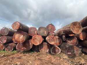 Grumes de bois de Padauk africain pour meubles d'armoires, sols à usage décoratif, construction de bateaux et intérieurs de luxe. - Product Image 2