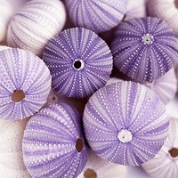 Coquilles d'oursins marins naturelles en gros, coquillages colorés sur le thème de la plage pour la décoration intérieure et les cadeaux en provenance du Vietnam