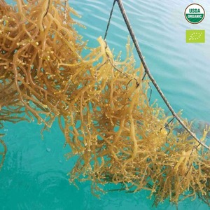 PURE SEAMOSS CLEAN <b>LABEL</b> MARINE SUPERFOOD FOR IMMUNE SUPPORT AND NATURAL <b>PLANT</b> BASED WELLNESS - Product Image 5