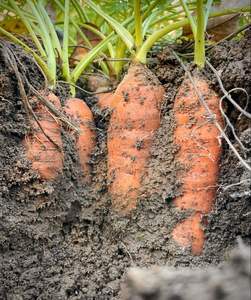 Orange et carotte surgelées du Vietnam de haute qualité, biologiques, riches en vitamines, pour jus, soupes et l'industrie alimentaire - Product Image 5