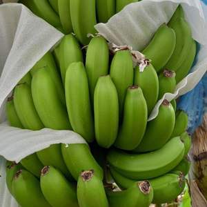 Bananes Cavendish fraîches de qualité supérieure - Vertes, biologiques, de qualité supérieure et prêtes à l'exportation, vente en gros - Product Image 1