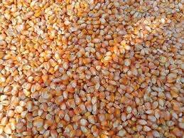 Maïs sucré jaune de haute qualité pour l'alimentation animale Fournisseur de maïs en gros Maïs sucré Fournisseur d'aliments pour animaux - Product Image 3