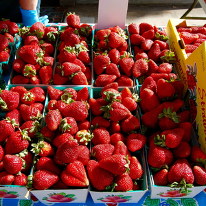 Venta de fresas frescas orgánicas - Product Image 1