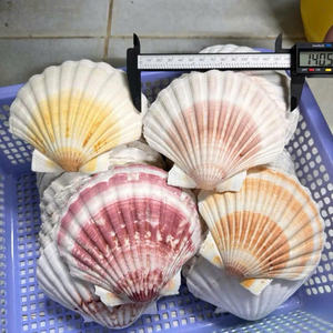 La coquille Saint-Jacques inspire les carillons et les mobiles éoliens fabriqués à la main pour une ambiance côtière sereine - Product Image 5