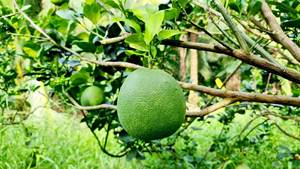 ส้มโอส้มโอส้มโอส้มโอผลไม้เวียดนาม - Product Image 6