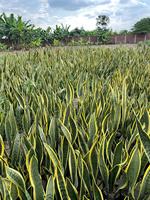 Planta Sansevieria Lengua de Suegra Ecuatoriana, 1 Año de Vida Útil, Huertos Ecuador, 1 Unidad para Uso Interior y Exterior