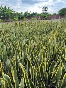 Plante Sansevieria Lengua De Suegra - Utilisation intérieure/extérieure Origine Équateur Durée de conservation 1 an Huertos Équateur - Product Image 2