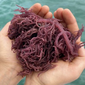 Alga Marina Morada Dorada Seca Natural de Alta Calidad, Variedad de Alga Marina Sazonada, Bolsa de 25 kg de Vietnam, Vietdelta - Product Image 3