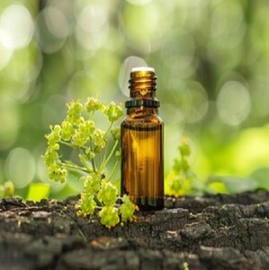 Extrait d'herbes de galbanum sauvages Résine d'huile essentielle emballée dans des bouteilles et des fûts - Product Image 5