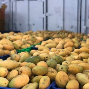 โยเกิร์ตกล้วยสำหรับเด็ก วินัท 280 มล. บรรจุขวด รับผลิตแบบ OEM/ODM แบรนด์ส่วนตัว ขายส่ง - Product Image 4