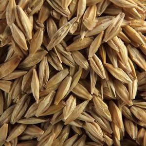 Grano de Cebada Sin Cáscara Seco, Variedad Común Natural para Alimentación Animal y Procesamiento de Alimentos en Venta - Product Image 5