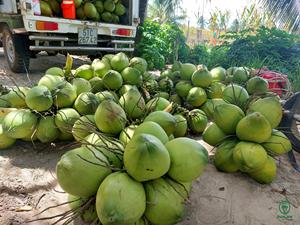 Kelapa Muda Segar Wangi |   Aroma Thailand Dengan Bentuk Berlian |   Ekspor Kelapa Muda ke Thailand, Tiongkok |   Manis dan Harum - Product Image 6