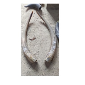 Dernière paire de corne de buffle de différentes tailles, logo personnalisé, corne de buffle décorative polie de haute qualité à vendre - Product Image 6