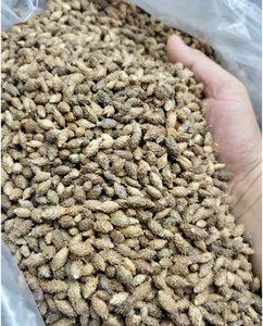 Fruta de Xanthium Seca Natural para Té de Hierbas, Bebidas Saludables y Formulaciones de Bebidas Botánicas Funcionales - Product Image 5