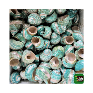Coquillages Turbo Burgess de qualité supérieure triés sur le volet et polis pour l'artisanat de l'eau Tailles et styles assortis du Vietnam - Product Image 2