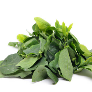 Almidón en Racimos de Sauropus Androgynous Katuk Seco AKINA - Product Image 1