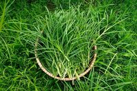 Poudre verte brune d'herbe naturelle Eleusine Indica, détoxifie le corps, sans problèmes de diabète