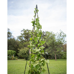 Pergola de jardin en forme d'obélisque de 180 cm avec treillis décoratif pour plantes grimpantes, clôtures et portails - Product Image 5