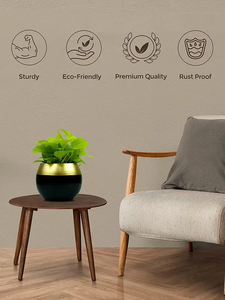 Vàng Đen mọng nước trồng làm cho nó hoàn hảo cho bàn kệ Bàn cà phê hoặc tặng quà. - Product Image 2