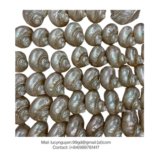 เปลือกหอยและหอยทากธรรมชาติรับประกันคุณภาพจัดส่งเร็วส่งตรงจากผู้ผลิตสำหรับงานฝีมืออาหารสัตว์หรือการตกแต่ง - Product Image 5