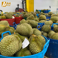 Durian Monthong entier Khey Taladthai Grade 0.5kg - Savourez chaque bouchée des fruits royaux cueillis à la main, fraîcheur authentique, conditionnement en boîte 2-3