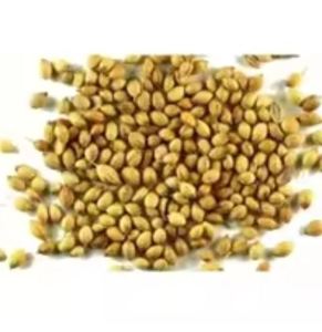 Semillas de cilantro de alta calidad para semillas de especias sabrosas, producto agrícola hecho naturalmente, precio a granel por semillas de fabricante - Product Image 2